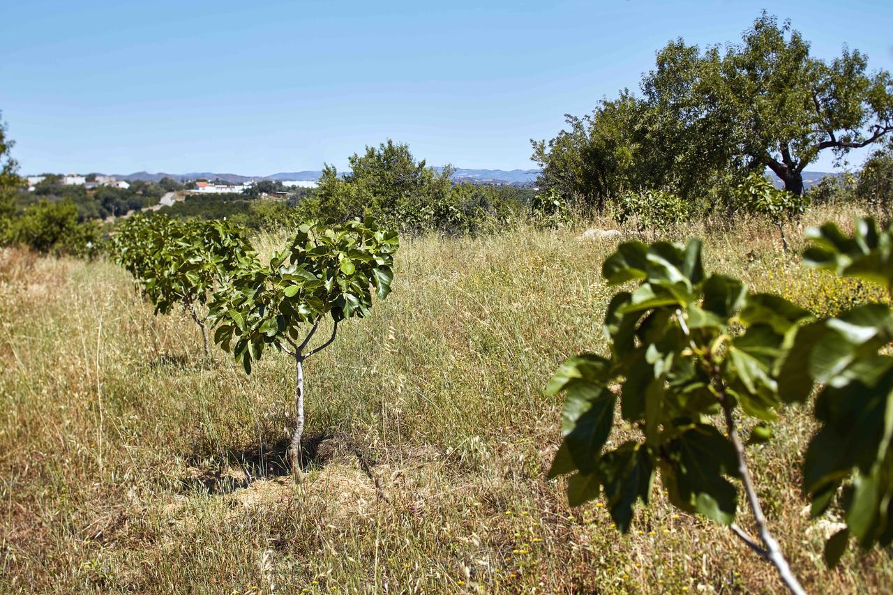 Monte Do Alamo - Turismo Rural Tavira Eksteriør bilde